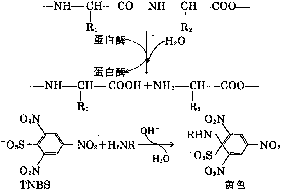 4.8蛋白酶活力的測定